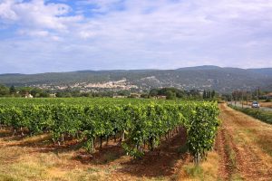 Vignes en Provence