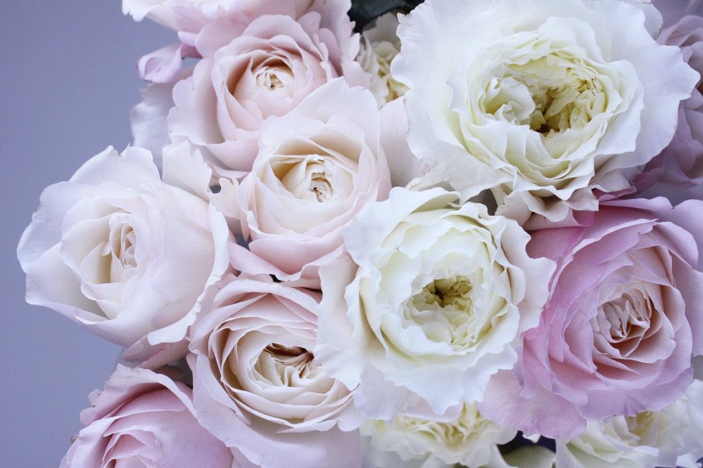 Bouquet de rose blanches