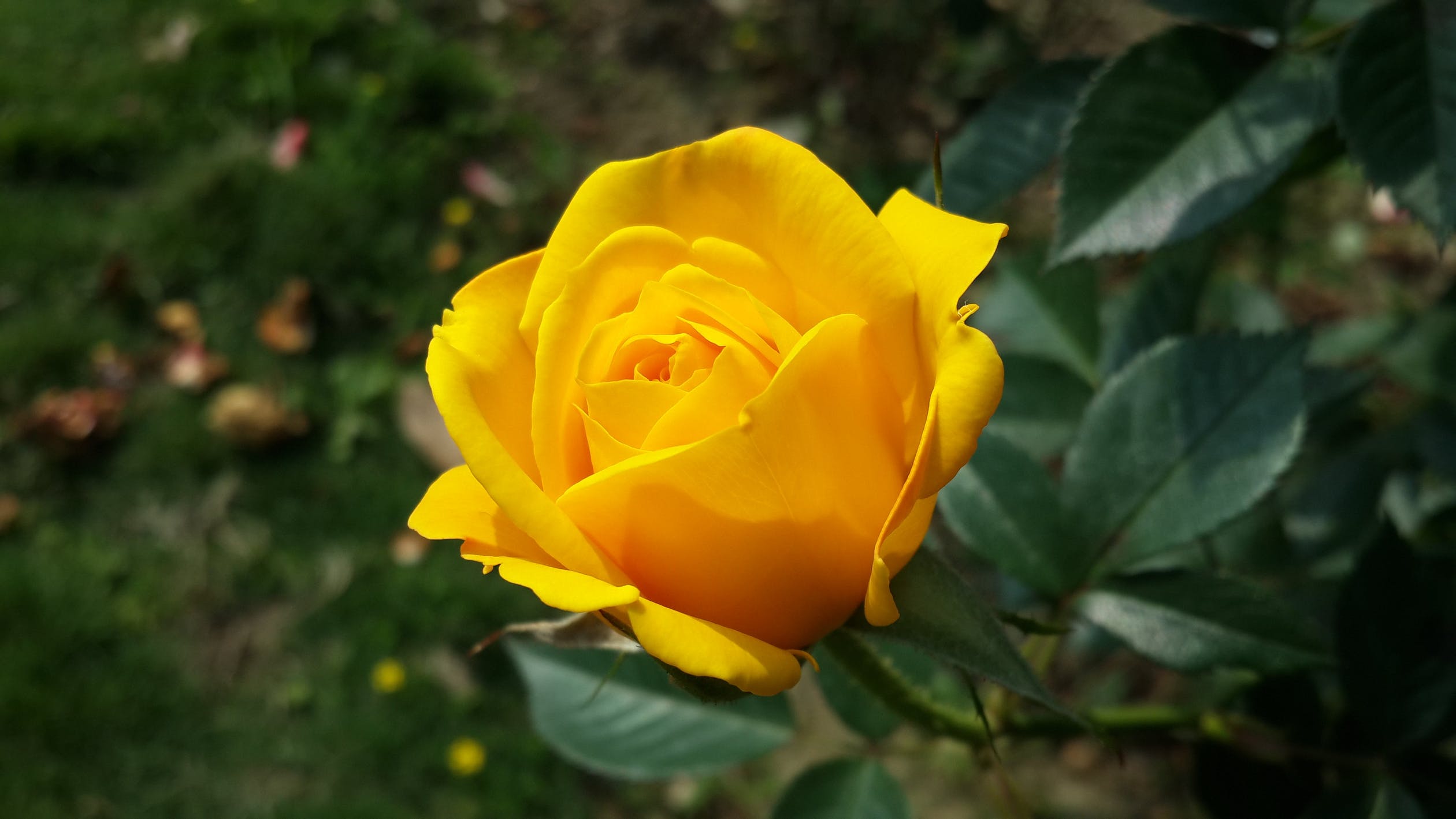Rose jaune Belgique
